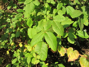 Poison oak