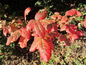 Poison oak