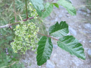 Poison oak