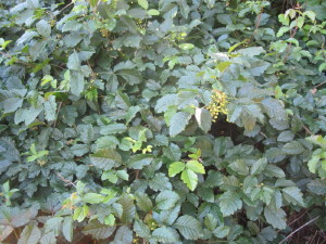 Poison oak