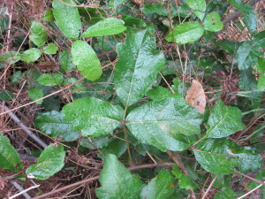 Poison oak