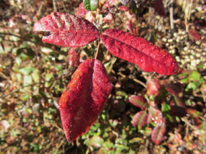 Poison oak