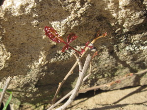 Poison oak