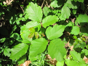 Poison oak