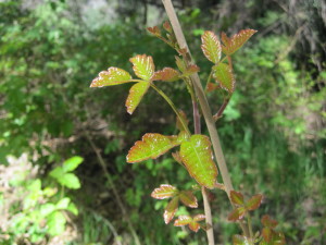 Poison oak