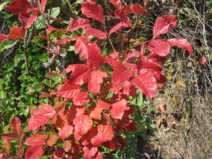 Poison oak