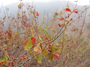 Poison oak