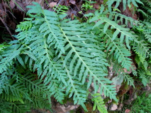 Polypody