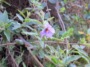 Purple Nightshade