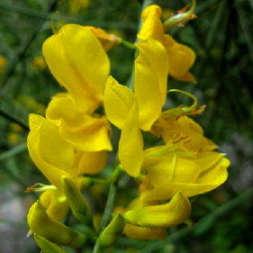 Spanish broom, Fish Canyon, May 10, 2008