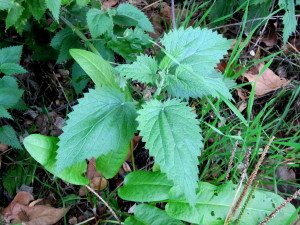 Stinging nettle