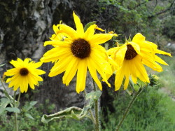 Common sunflower (Helianthus annuus), Fish Canyon, March 19, 2011