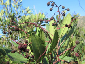 Toyon