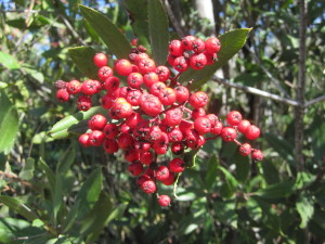 Toyon