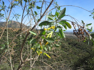 Tree Tobacco