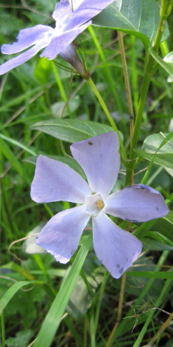 Vinca, Fish Canyon, March 8, 2008