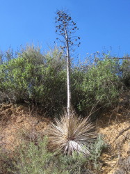 Yucca